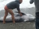 Nizza di Sicilia. Delfino ferito soccorso sulla spiaggia dai pescatori